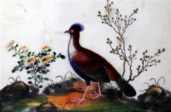 Five Chinese pith paintings of birds, late 19th century, 14 x 21cm, later mounted, framed and glazed